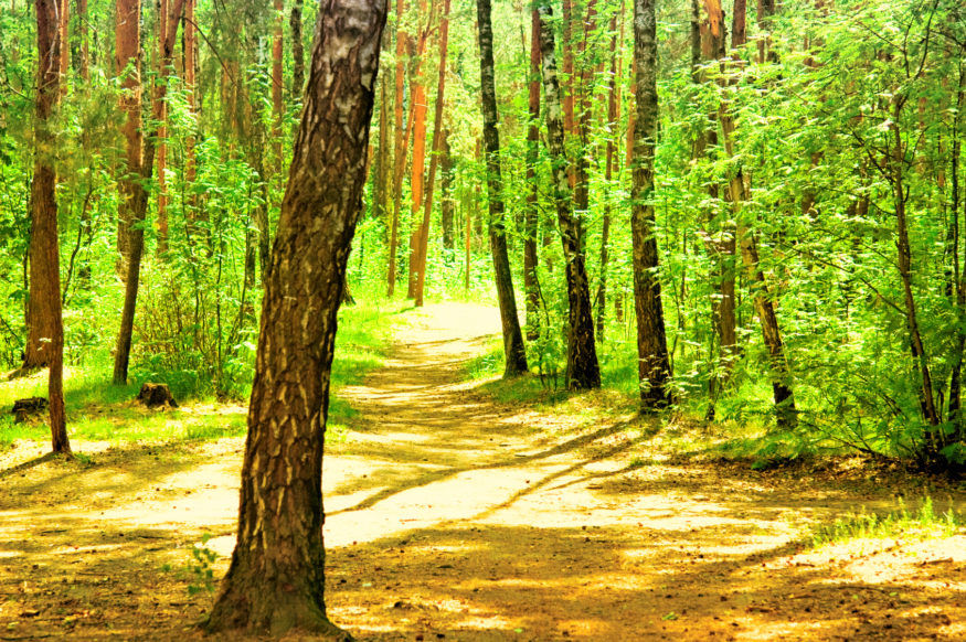 Park summer landscape