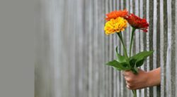Hand Blumen