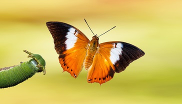 Schmetterling-Club - Coaching für Erwachsene
