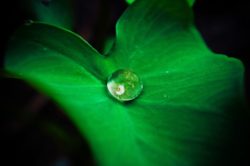 tropfen_web
